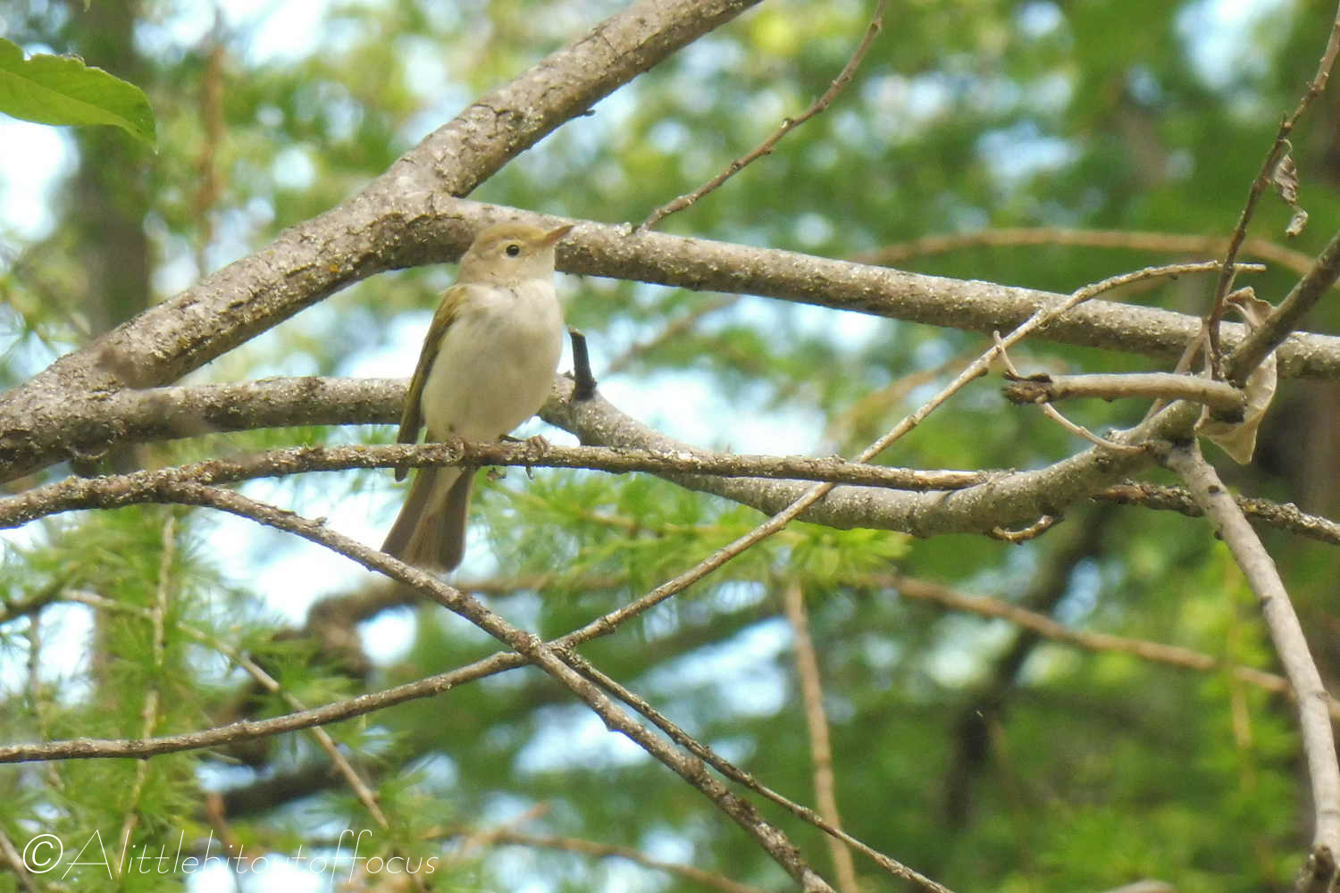 Western Bonelli's Warbler