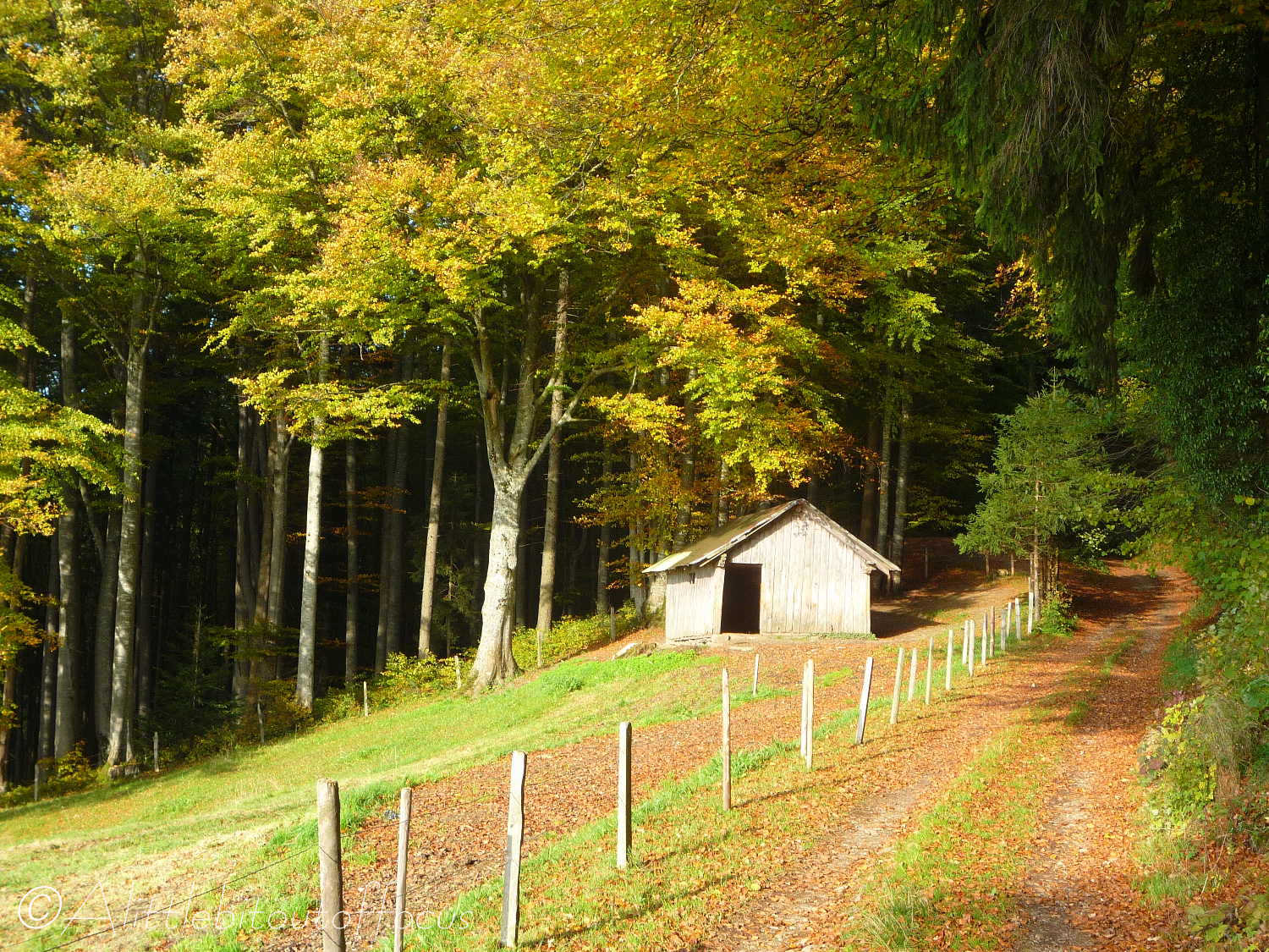 21 Autumn scene, Mont Pèlerin